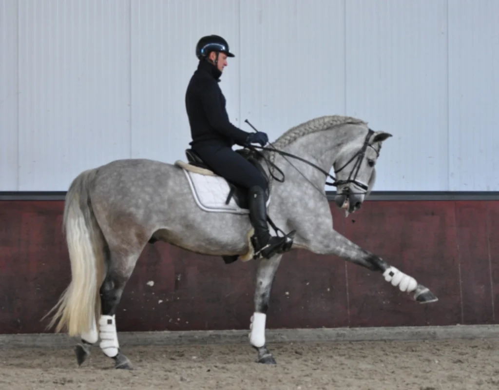 paarden te koop lunteren
