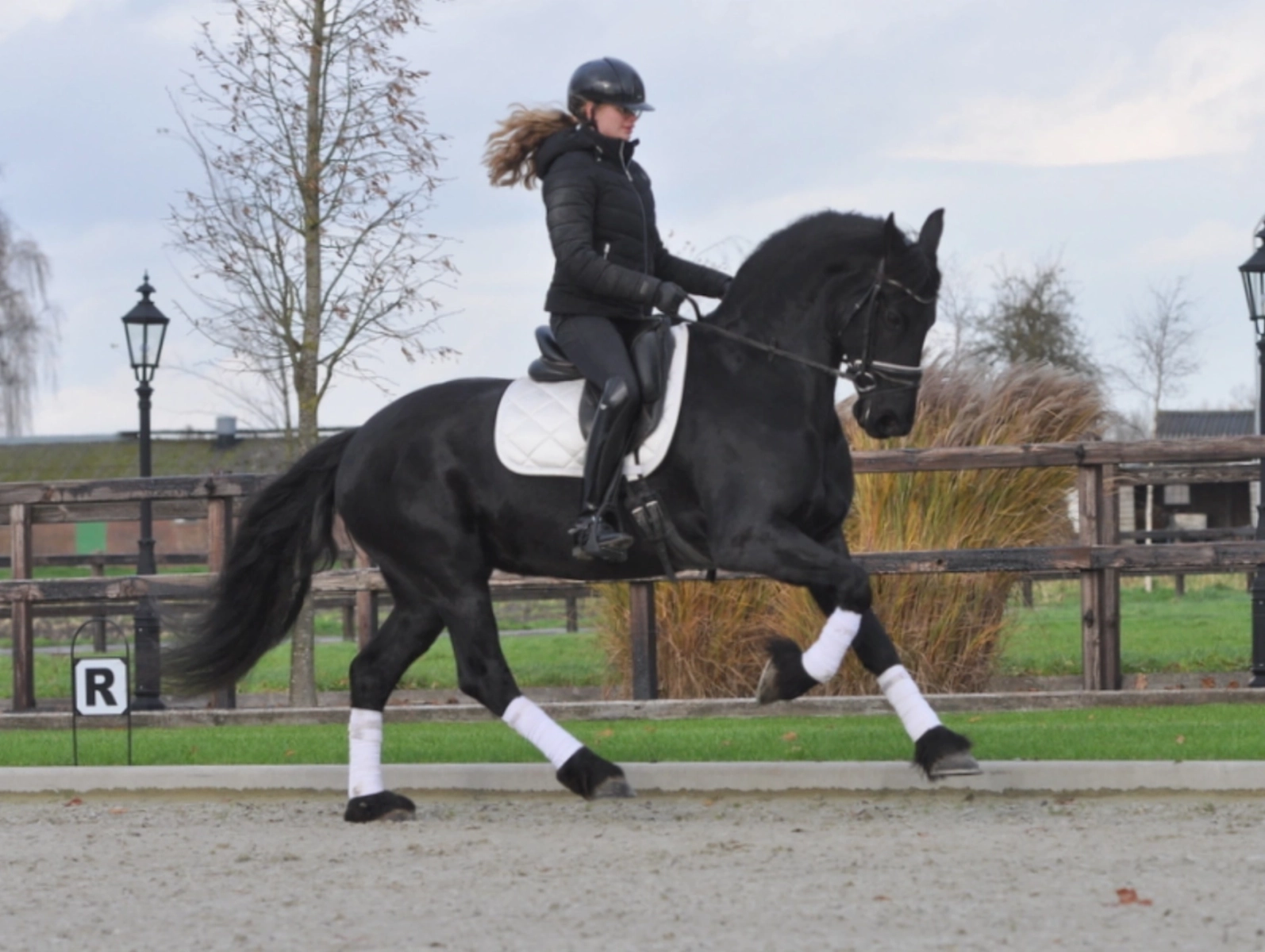 verkoop sportpaarden lunteren